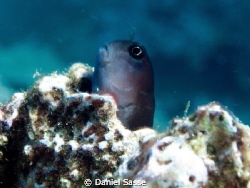 The Picture of a Dusky Blenny taken at Phi Phi Islands! C... by Daniel Sasse 